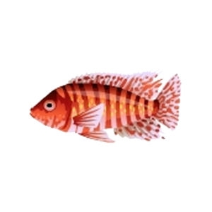 Barred Peaock Cichlid